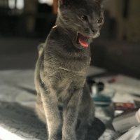Mavi Rus, Kedi  çoga fotoğrafı