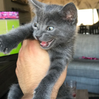 Mavi Rus, Kedi  çoga fotoğrafı
