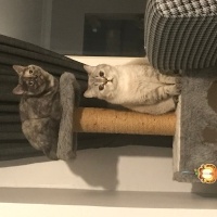 British Shorthair, Kedi  Kylo Ren fotoğrafı