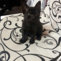 Siyam Kedisi, Kedi  Karamık fotoğrafı