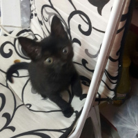 Siyam Kedisi, Kedi  Karamık fotoğrafı