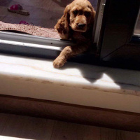 Amerikan Cocker Spaniel, Köpek  Caramel fotoğrafı