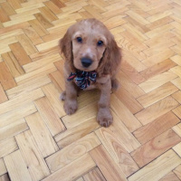 Amerikan Cocker Spaniel, Köpek  Caramel fotoğrafı