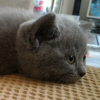 British Shorthair, Kedi  Heiter fotoğrafı