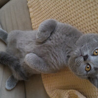 British Shorthair, Kedi  Heiter fotoğrafı