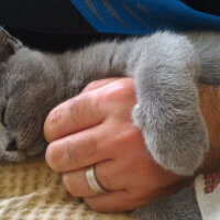 British Shorthair, Kedi  Heiter fotoğrafı