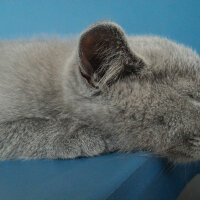 British Shorthair, Kedi  Heiter fotoğrafı