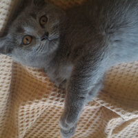 British Shorthair, Kedi  Heiter fotoğrafı