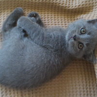 British Shorthair, Kedi  Heiter fotoğrafı