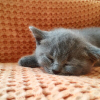 British Shorthair, Kedi  Heiter fotoğrafı