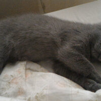 British Shorthair, Kedi  Heiter fotoğrafı