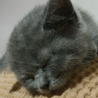 British Shorthair, Kedi  Heiter fotoğrafı