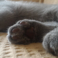 British Shorthair, Kedi  Heiter fotoğrafı