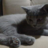 British Shorthair, Kedi  Heiter fotoğrafı