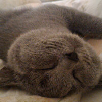 British Shorthair, Kedi  Heiter fotoğrafı