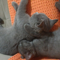 British Shorthair, Kedi  Heiter fotoğrafı