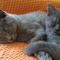 British Shorthair, Kedi  Heiter fotoğrafı