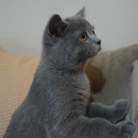 British Shorthair, Kedi  Heiter fotoğrafı