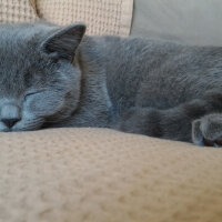 British Shorthair, Kedi  Heiter fotoğrafı