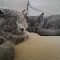 British Shorthair, Kedi  Heiter fotoğrafı