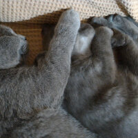 British Shorthair, Kedi  Heiter fotoğrafı