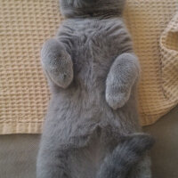 British Shorthair, Kedi  Heiter fotoğrafı