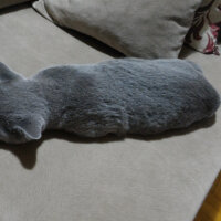 British Shorthair, Kedi  Heiter fotoğrafı