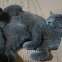 British Shorthair, Kedi  Heiter fotoğrafı