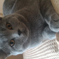 British Shorthair, Kedi  Heiter fotoğrafı