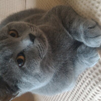 British Shorthair, Kedi  Heiter fotoğrafı