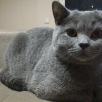 British Shorthair, Kedi  Heiter fotoğrafı