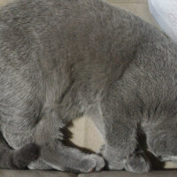 British Shorthair, Kedi  Heiter fotoğrafı