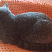 British Shorthair, Kedi  Heiter fotoğrafı