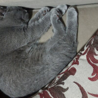 British Shorthair, Kedi  Heiter fotoğrafı