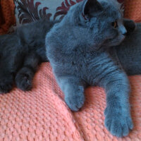 British Shorthair, Kedi  Heiter fotoğrafı