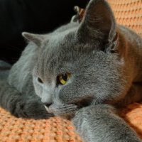 British Shorthair, Kedi  Heiter fotoğrafı