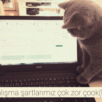 British Shorthair, Kedi  Heiter fotoğrafı