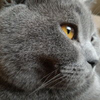 British Shorthair, Kedi  Heiter fotoğrafı