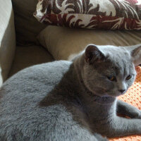 British Shorthair, Kedi  Heiter fotoğrafı