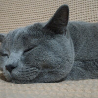 British Shorthair, Kedi  Heiter fotoğrafı