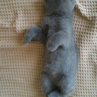 British Shorthair, Kedi  Heiter fotoğrafı