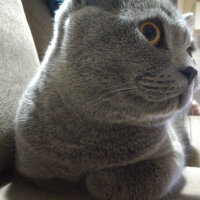 British Shorthair, Kedi  Heiter fotoğrafı