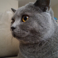 British Shorthair, Kedi  Heiter fotoğrafı