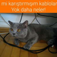 British Shorthair, Kedi  Heiter fotoğrafı