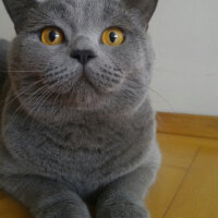 British Shorthair, Kedi  Heiter fotoğrafı