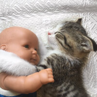 Scottish Fold, Kedi  Dumik fotoğrafı