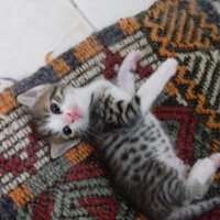 Scottish Fold, Kedi  Dumik fotoğrafı