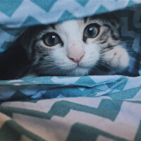 Scottish Fold, Kedi  Dumik fotoğrafı