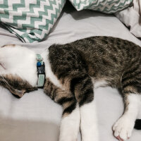 Scottish Fold, Kedi  Dumik fotoğrafı