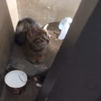 Tekir Kedi, Kedi  Masumpisi fotoğrafı